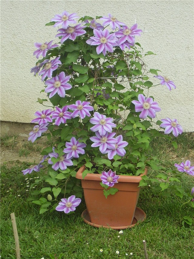 clematis